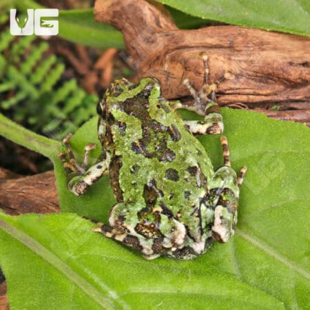 Madagascar Marbled Rain Frog (Scaphiophryne marmorata) For Sale - Underground Reptiles
