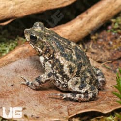 Marbled Toad (Bufo stomaticus) For Sale - Underground Reptiles