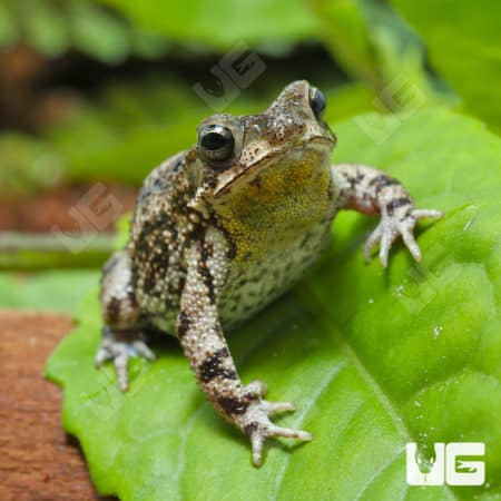 Marbled Toad (Bufo stomaticus) For Sale - Underground Reptiles