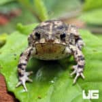 Marbled Toad (Bufo stomaticus) For Sale - Underground Reptiles