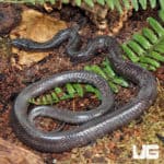 African Wolf Snakes (Lycophidion capense) For Sale - Underground Reptiles