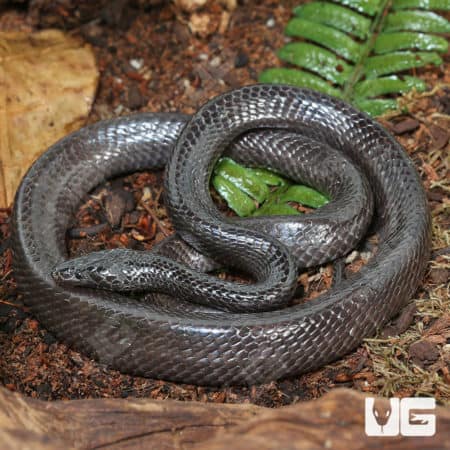 African Wolf Snakes (Lycophidion capense) For Sale - Underground Reptiles