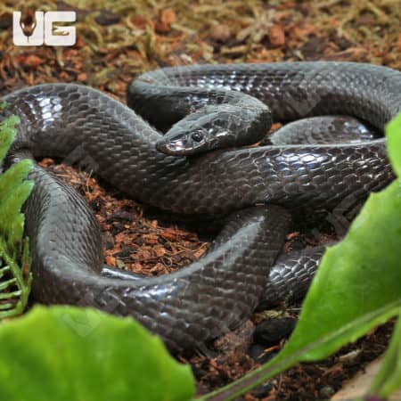 African Wolf Snakes (Lycophidion capense) For Sale - Underground Reptiles