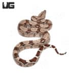 Baby Colombian Redtail Boas (Boa c. constrictor) For Sale - Underground Reptiles