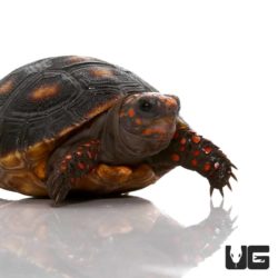 Baby Redfoot Tortoises For Sale - Underground Reptiles