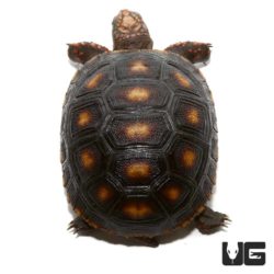 Baby Redfoot Tortoises For Sale - Underground Reptiles