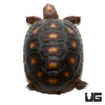 Tortoises For Sale - Underground Reptiles