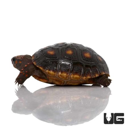 Baby Redfoot Tortoises (Chelonoidis carbonaria) For Sale - Underground ...