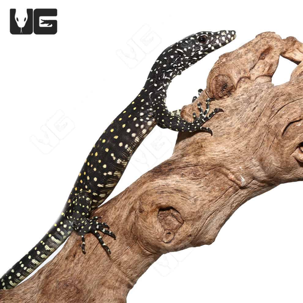 Baby Blue Tail Monitor For Sale Underground Reptiles