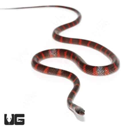 Calico Snakes (Oxyrhopus petolarius) For Sale - Underground Reptiles