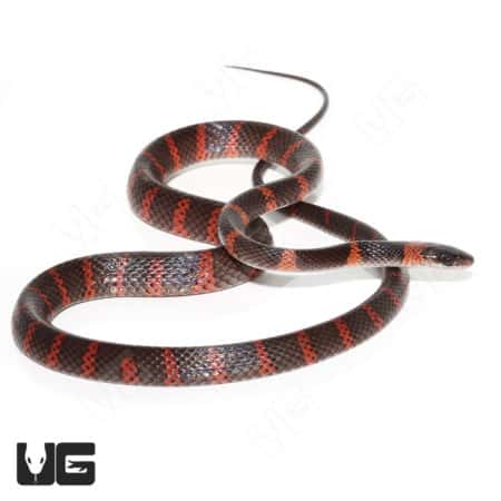Calico Snakes (Oxyrhopus petolarius) For Sale - Underground Reptiles
