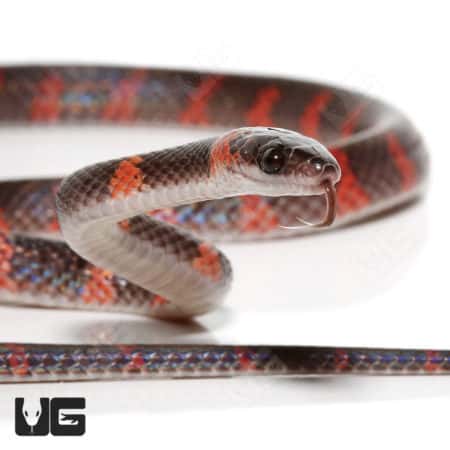 Calico Snakes (Oxyrhopus petolarius) For Sale - Underground Reptiles