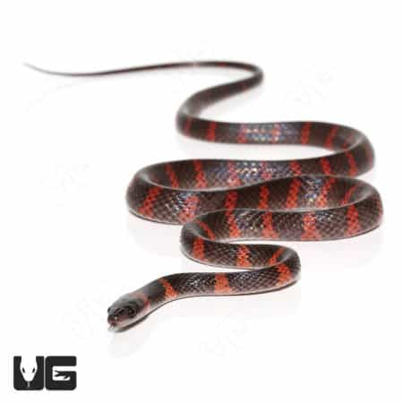 Calico Snakes (Oxyrhopus petolarius) For Sale - Underground Reptiles