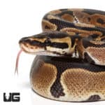 Baby Het Monarch Ball Python (#36) (Python regius) For Sale - Underground Reptiles
