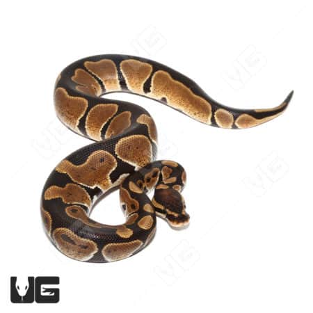 Baby Het Monarch Ball Python (#36) (Python regius) For Sale - Underground Reptiles