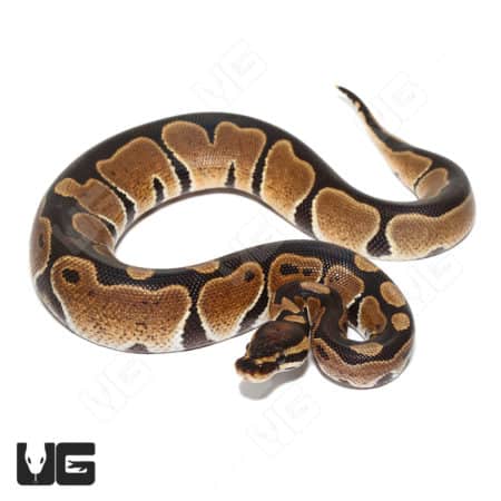 Ball Python with Monarch Het pattern, juvenile reptile for sale.