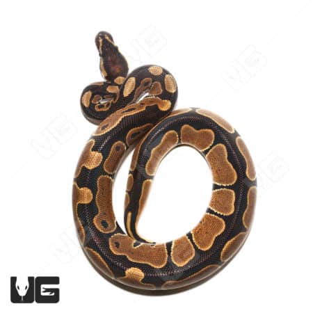 Ball Python with Monarch Het pattern, juvenile size, vibrant coloration.