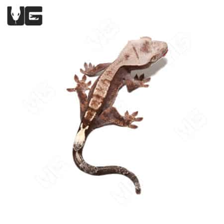 Juvenile Cappuccino Crested Gecko #2 (Correlophus ciliatus) For Sale - Underground Reptiles