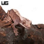 Juvenile Cappuccino Crested Gecko #2 (Correlophus ciliatus) For Sale - Underground Reptiles