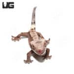 Juvenile Cappuccino Crested Gecko #2 (Correlophus ciliatus) For Sale - Underground Reptiles