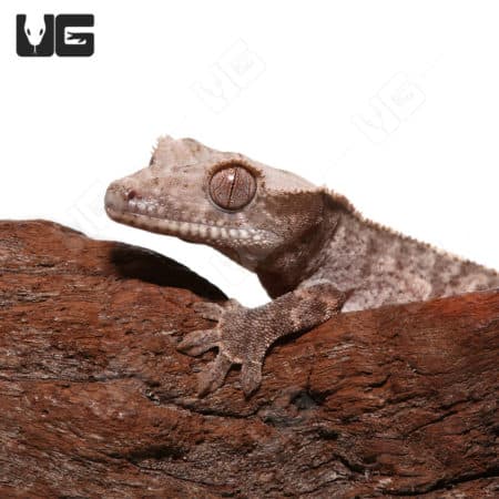 Juvenile Cappuccino Crested Gecko #3 (Correlophus ciliatus) For Sale - Underground Reptiles