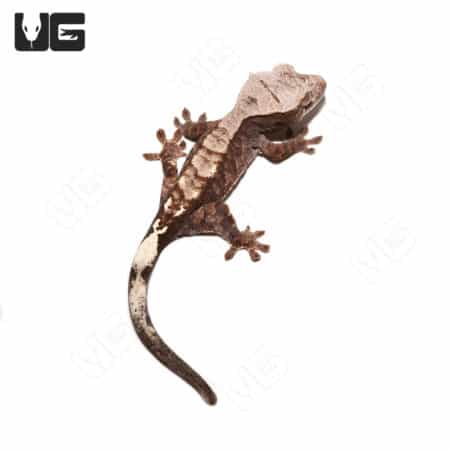 Juvenile Cappuccino Crested Gecko #3 (Correlophus ciliatus) For Sale - Underground Reptiles