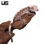 Juvenile Cappuccino Crested Gecko #3 (Correlophus ciliatus) For Sale - Underground Reptiles