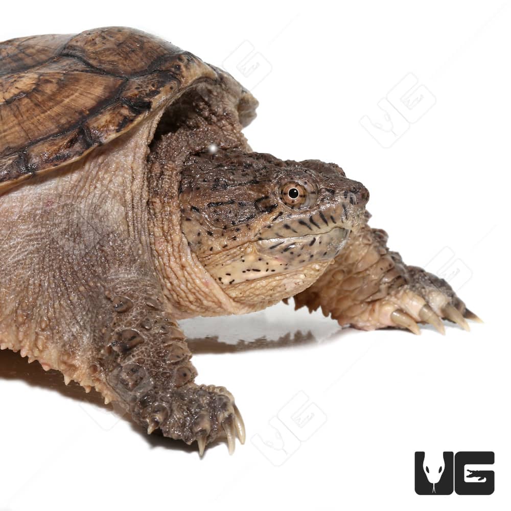 Common Snapping Turtles (Chelydra serpentina) For Sale - Underground Reptiles