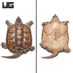 Juvenile Common Snapping Turtles For Sale - Underground Reptiles