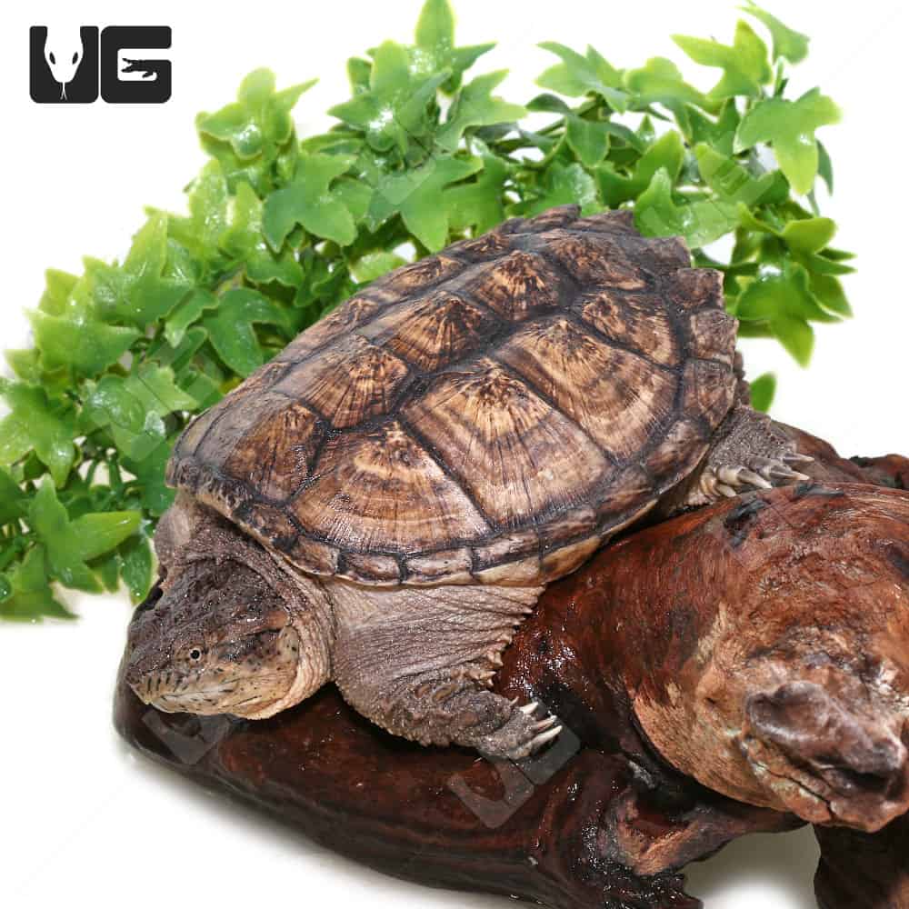 Common Snapping Turtles (Chelydra serpentina) For Sale - Underground Reptiles