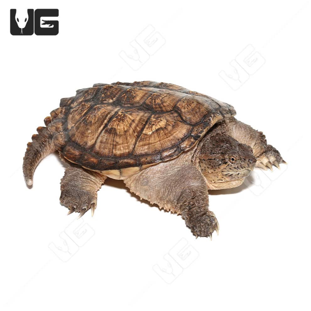 Juvenile Common Snapping Turtles For Sale - Underground Reptiles