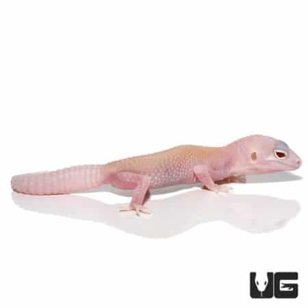Juvenile Diablo Blanco Leopard Gecko with solid red eyes, perfect for reptile enthusiasts.