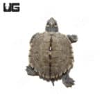 Baby Mississippi Map Turtles (Graptemys pseudogeographica kohni) For Sale - Underground Reptiles