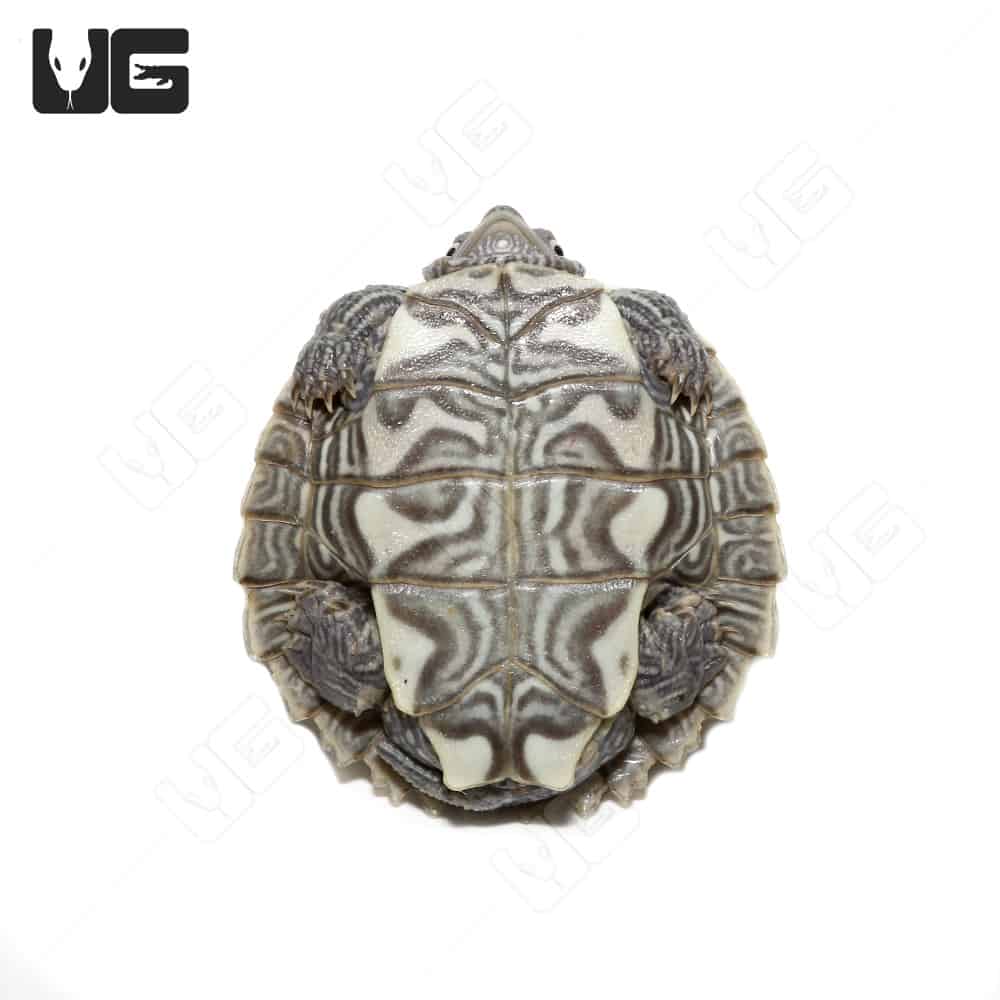 Baby Mississippi Map Turtles Graptemys Pseudogeographica Kohni For   Ug Mississippi Map Turtle 2 