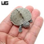 Baby Mississippi Map Turtles (Graptemys pseudogeographica kohni) For Sale - Underground Reptiles