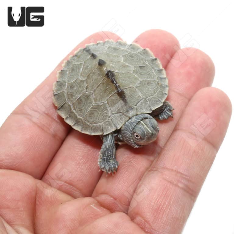 Baby Mississippi Map Turtles (Graptemys pseudogeographica kohni) For