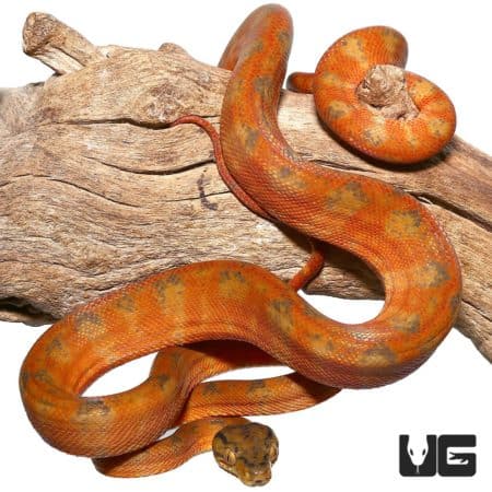 Candy Cane Colored Amazon Tree Boa on wood branch, vibrant orange and white pattern.