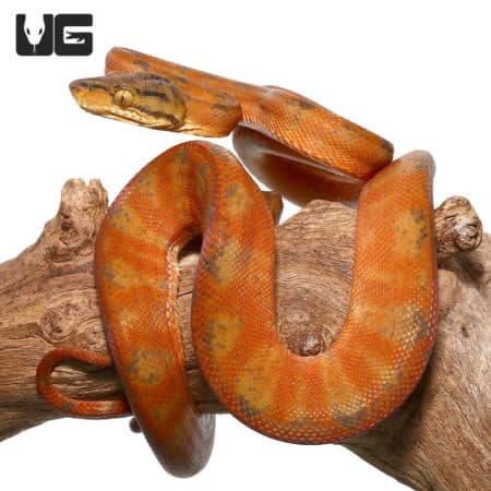 Male Candy Cane Amazon Tree Boas For Sale - Underground Reptiles