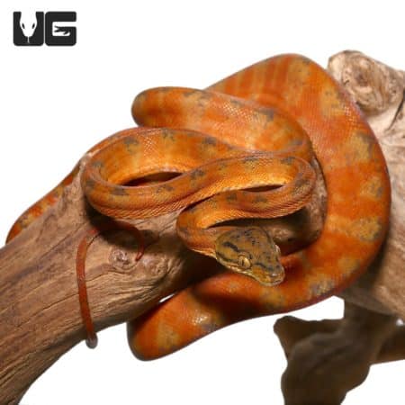 Male Candy Cane Amazon Tree Boas For Sale - Underground Reptiles