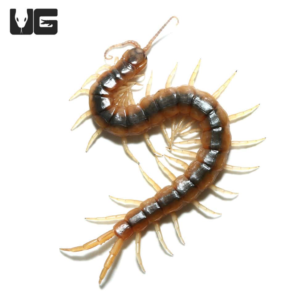 Florida Blue Centipede For Sale - Underground Reptiles