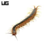 Florida Blue Centipede (Scolopendra viridis) For Sale - Underground Reptiles