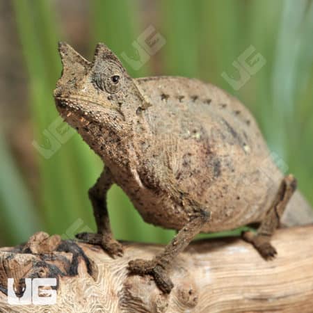 Brookesia Therezieni (Perinet leaf chameleon) For Sale - Underground Reptiles