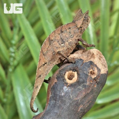 Brookesia Therezieni (Perinet leaf chameleon) For Sale - Underground Reptiles