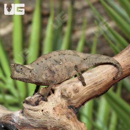 Brookesia Therezieni (Perinet leaf chameleon) For Sale - Underground Reptiles
