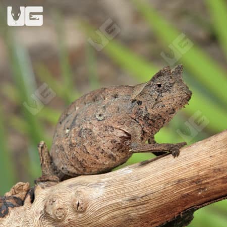 Brookesia Therezieni (Perinet leaf chameleon) For Sale - Underground Reptiles