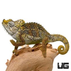 Helmeted Chameleon For Sale - Underground Reptiles