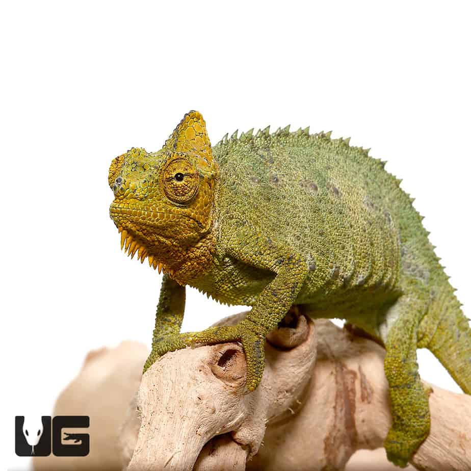 Helmeted Chameleons (Trioceros hoehnelii) For Sale Underground Reptiles