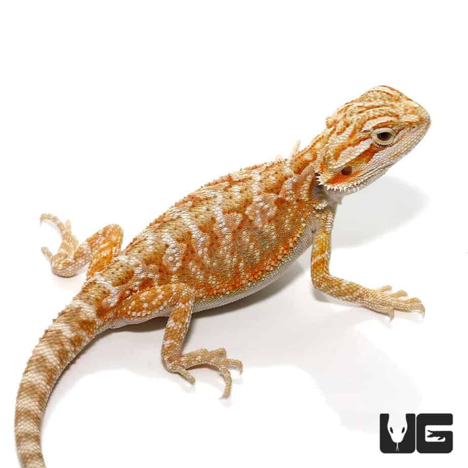 6-8 Inch Hypo Bearded Dragons (Pogona vitticeps) For Sale - Underground ...