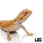 6-8 Inch Hypo Bearded Dragon For Sale - Underground Reptiles