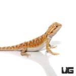 6-8 Inch Hypo Bearded Dragon For Sale - Underground Reptiles